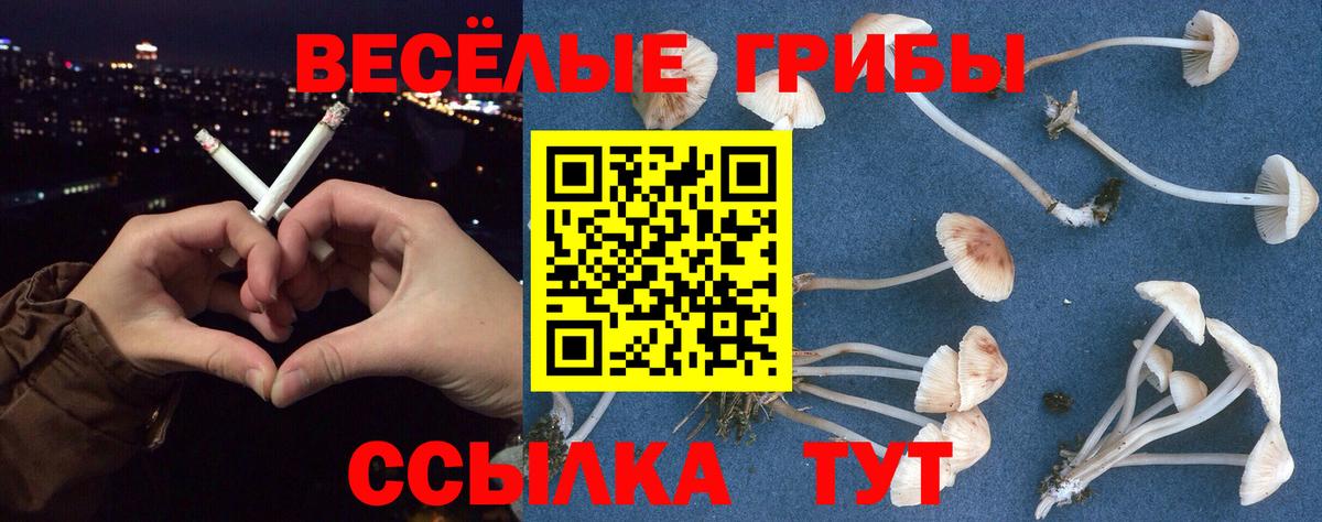 Псилоцибиновые грибы Psilocybine cubensis Кимры